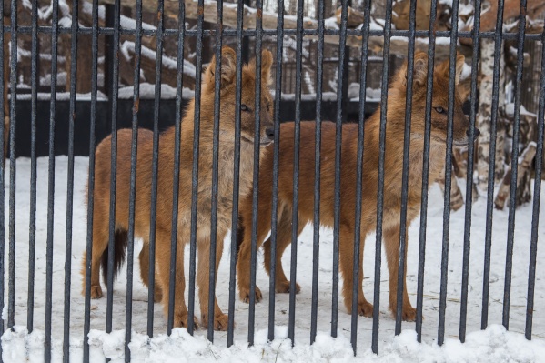 Novosibirskij Zoopark Pereshyol Na Zimnij Rezhim Raboty Noyabr 2019 Goda Ngs Novosti Novosibirska