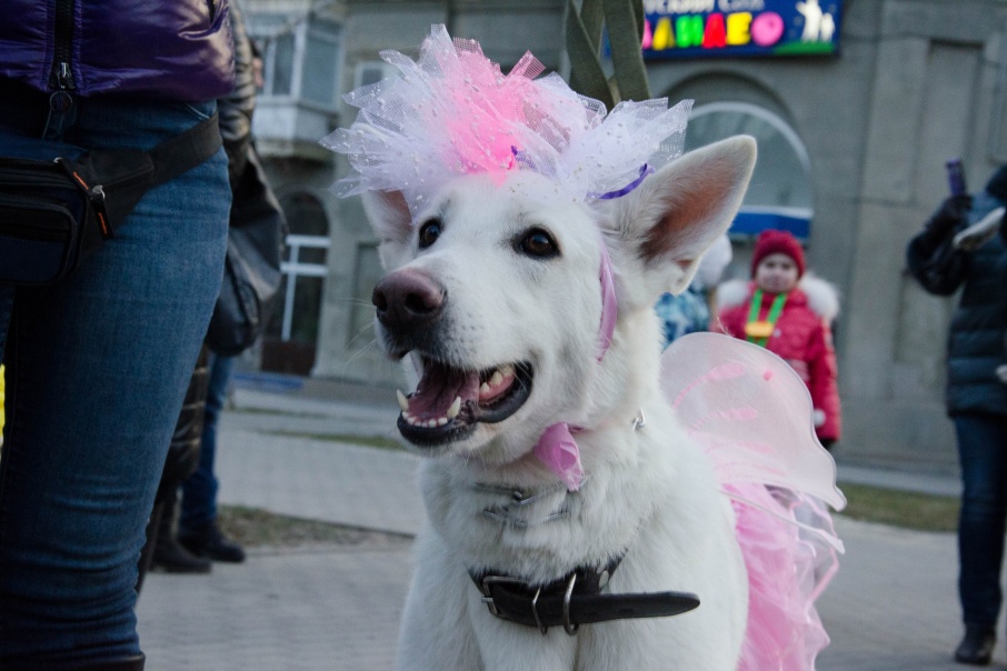 В Волгограде пройдёт «Хвостатый карнавал»