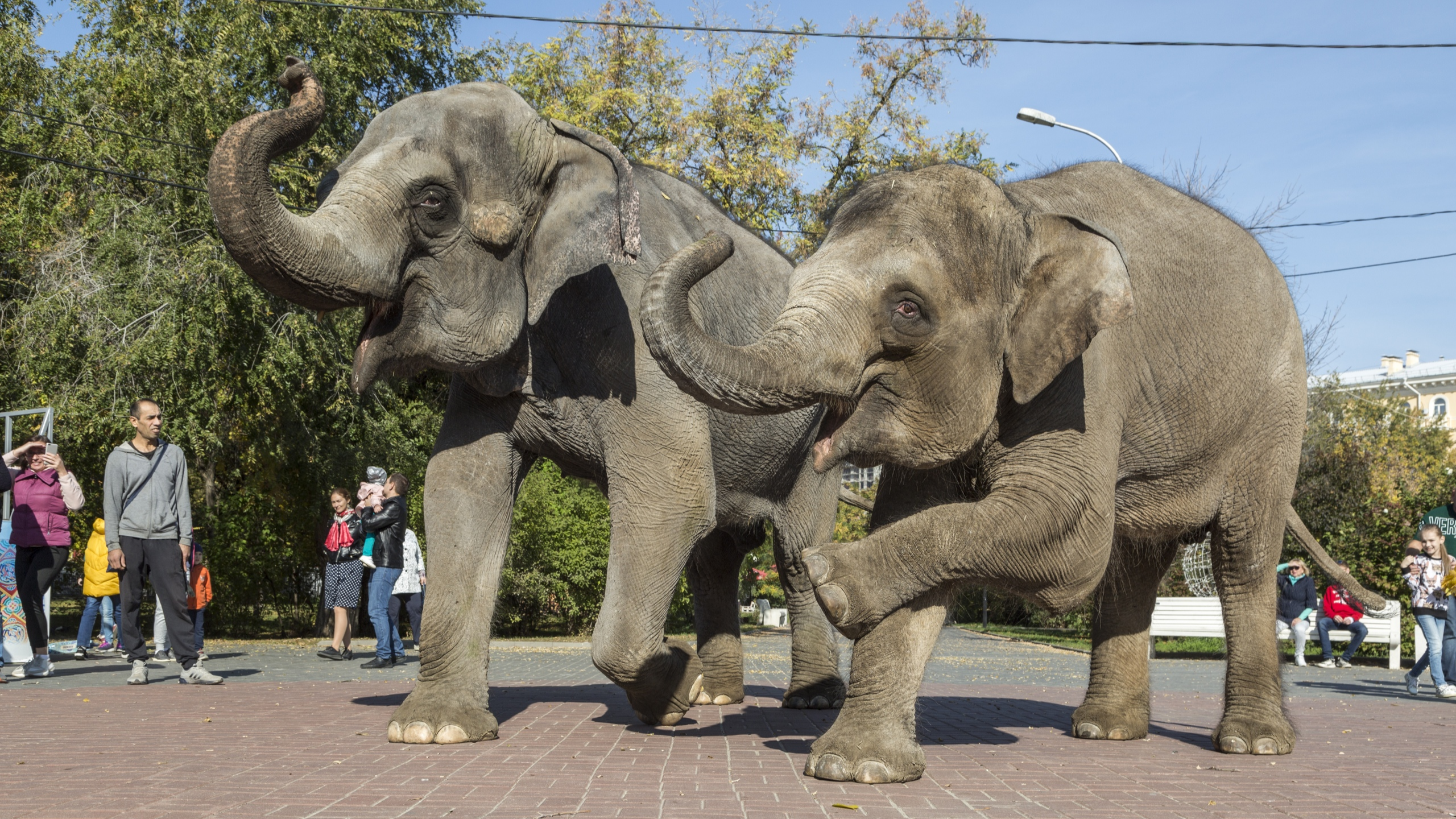 «Танцевали и ели мороженое»: прогулка слонов по центру Волгограда — в фоторепортаже V1.RU