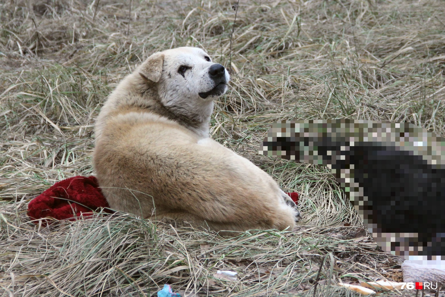 «Воет и не встаёт»: в Ярославле пёс трое суток охраняет погибшую под машиной собаку