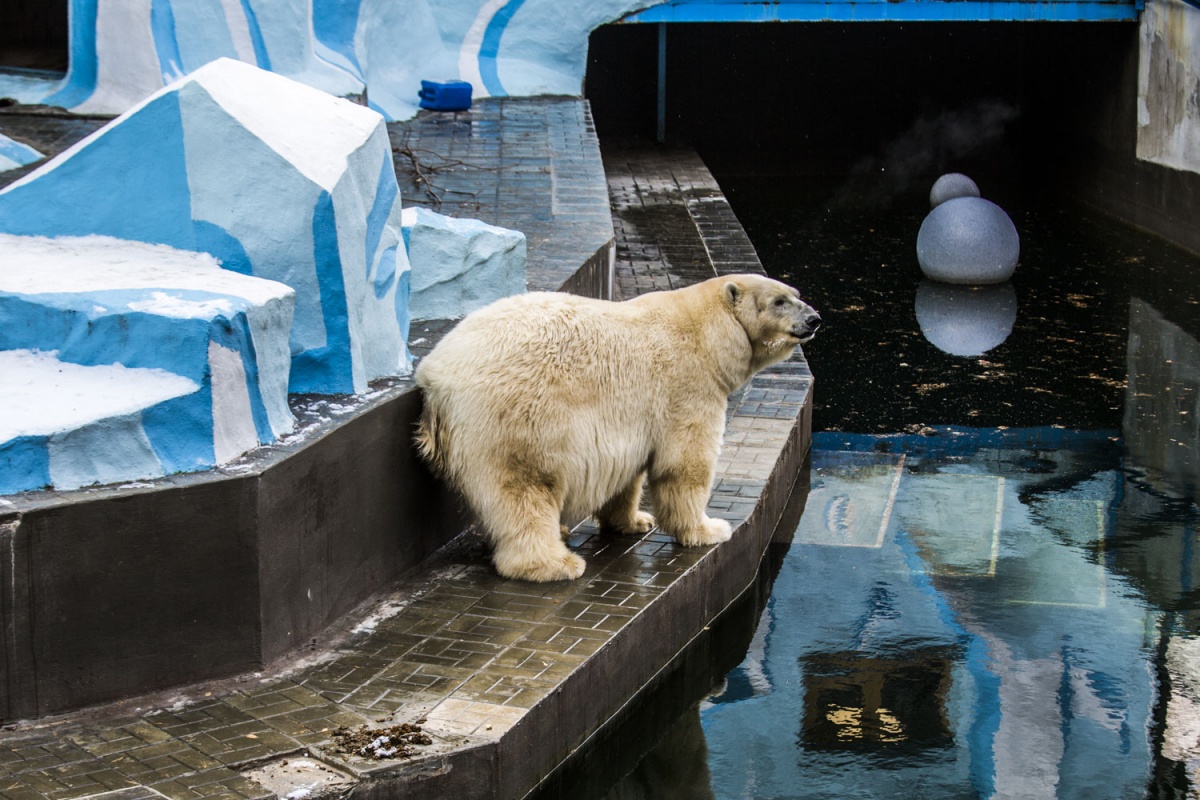 Звери в новосибирском зоопарке