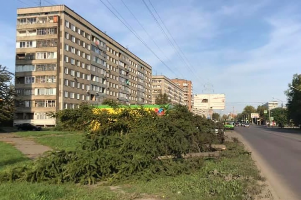 Энергетики вырубают десятки деревьев под своими сетями Энергетики вырубают десятки деревьев под своими сетями