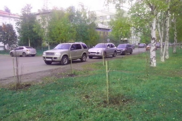 Всего в Октябрьском округе появилось 250 новых деревьев Всего в Октябрьском округе появилось 250 новых деревьев