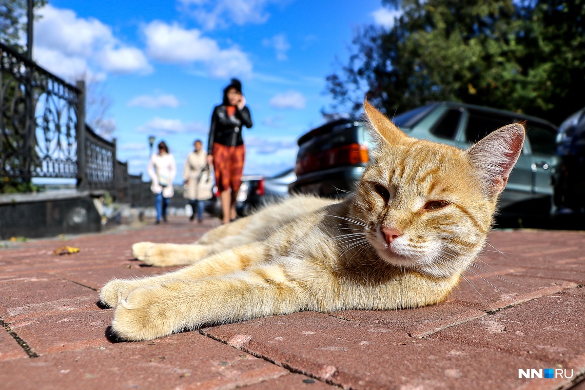 Hello street cat петиция