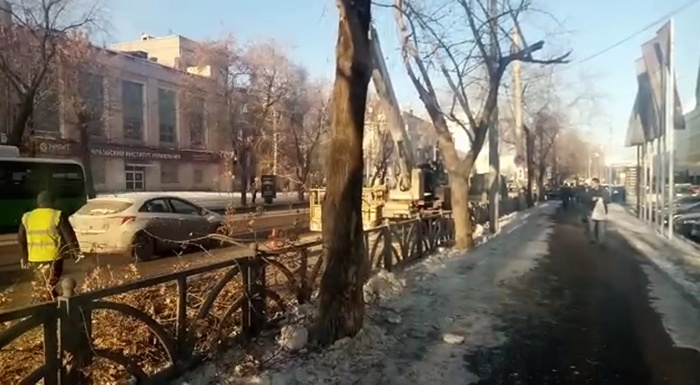 Деревья простояли праздничными недолго Деревья простояли праздничными недолго