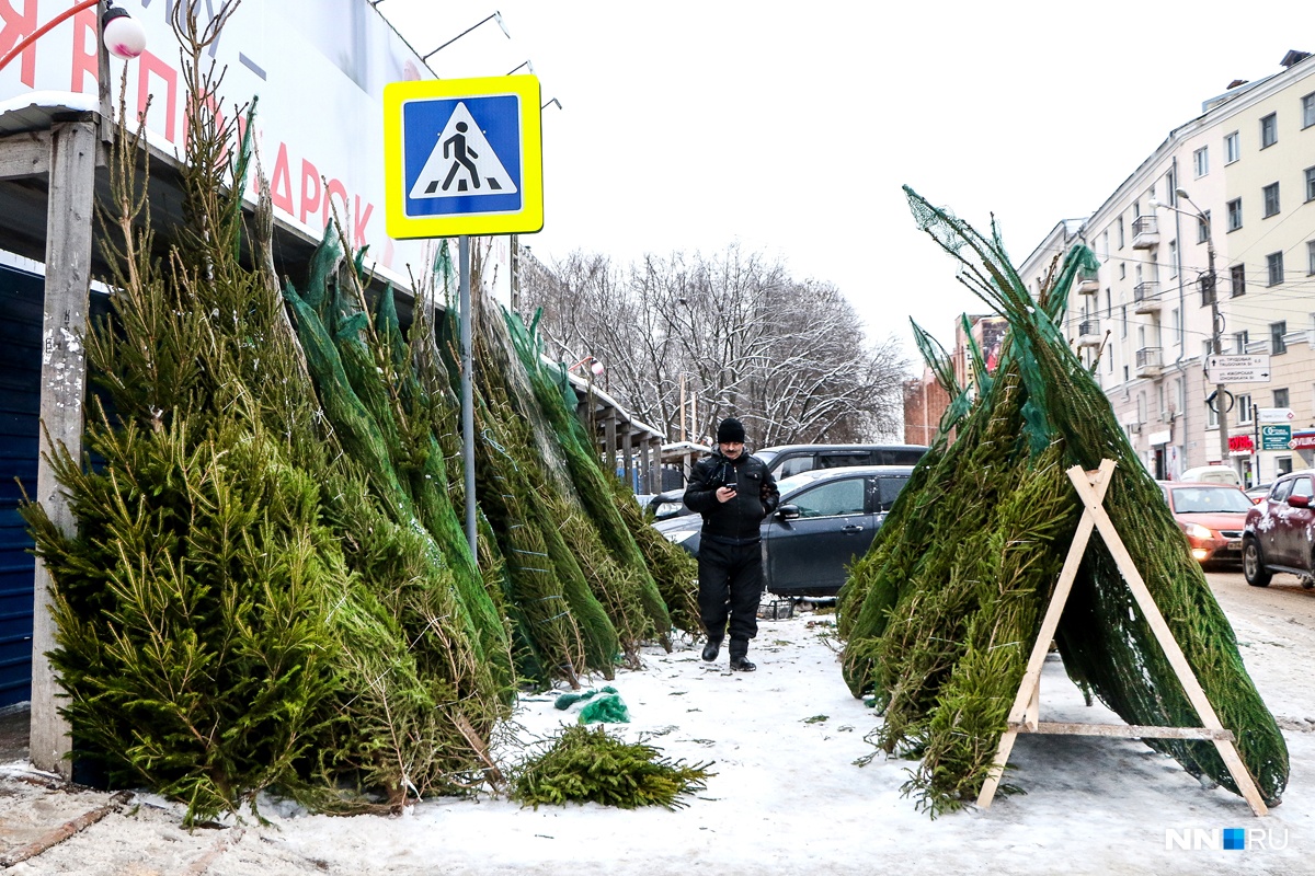 Елочный базар новосибирск. Елочный базар в Нью Йорке. Забор елочный базар. Елочные базары в США. Елочный базар проект.