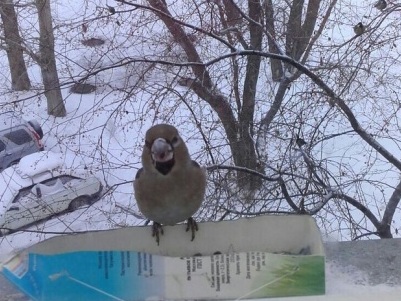 Редкие птицы обленились и остались зимовать в Новосибирске