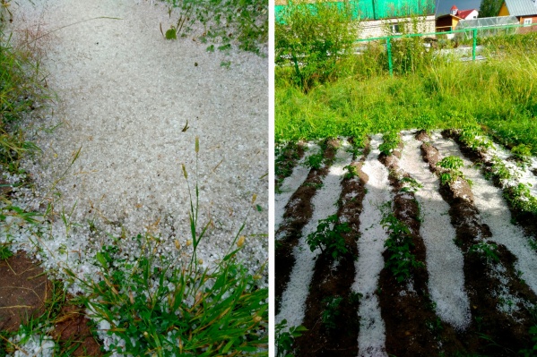 Ледяными снарядами засыпало огороды Ледяными снарядами засыпало огороды