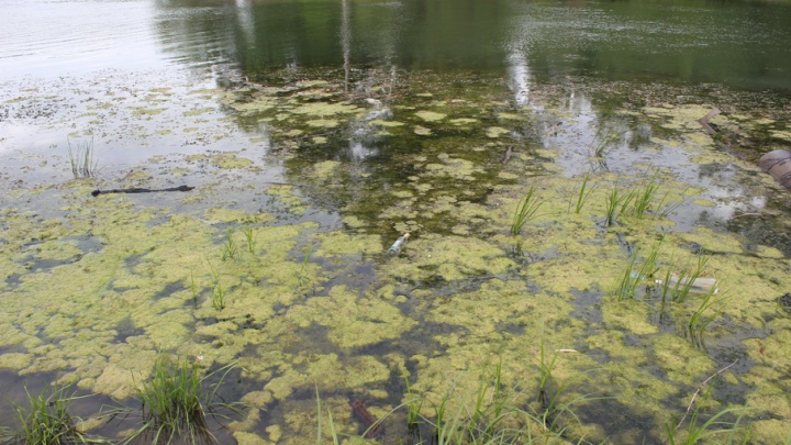 Уфимские экологи проверят на загрязнения ручей в Деме