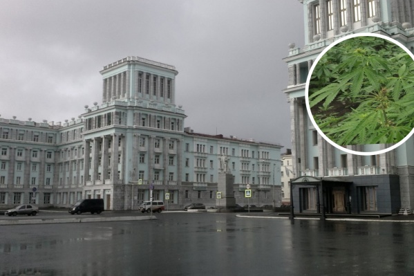 Житель города выращивал коноплю прямо в своей квартире Житель города выращивал коноплю прямо в своей квартире 
