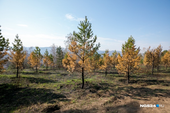 Гремячая грива красноярск фото лето