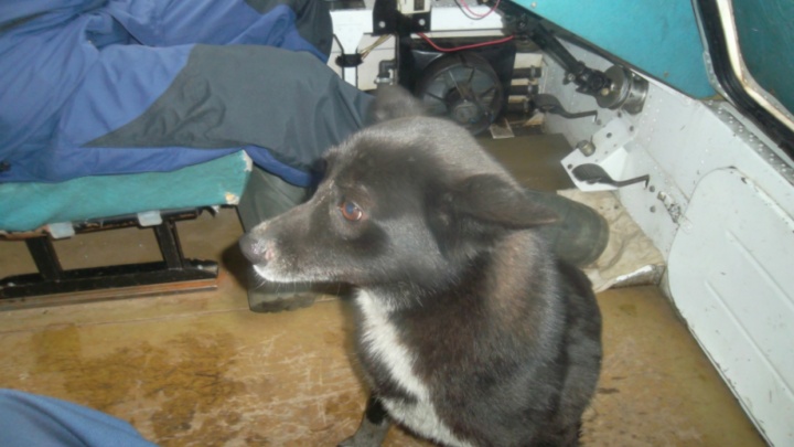 Ярославские спасатели сняли собаку с оторвавшейся льдины: фоторепортаж