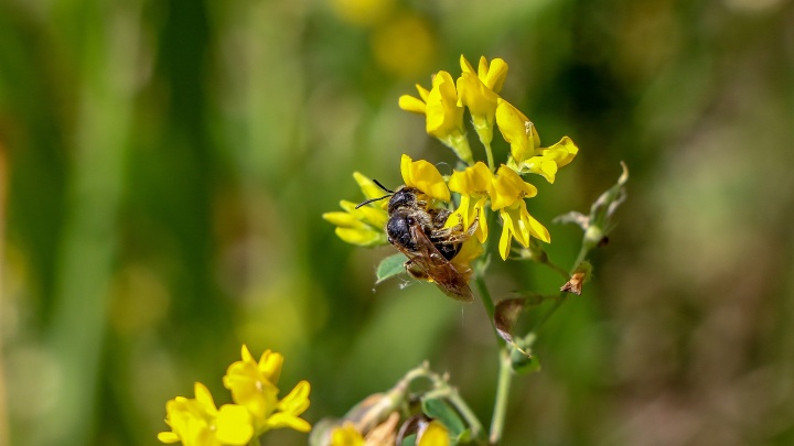 «Жужжащий фоторепортаж»: любуемся шмелями, пчелками и стрекозами Нижнего Новгорода