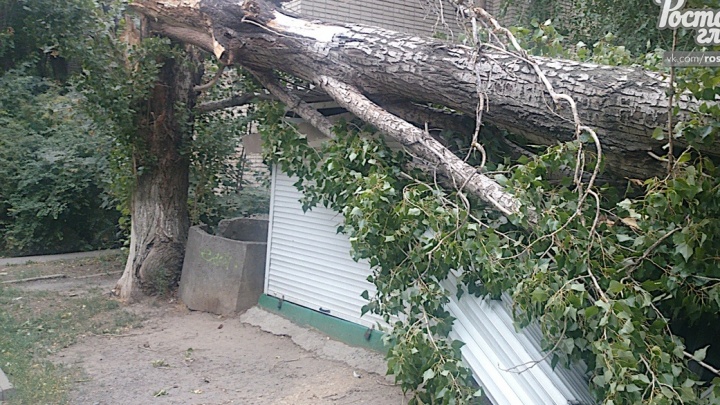 Разнесло продуктовый ларек: на улице Тимошенко упало старое дерево