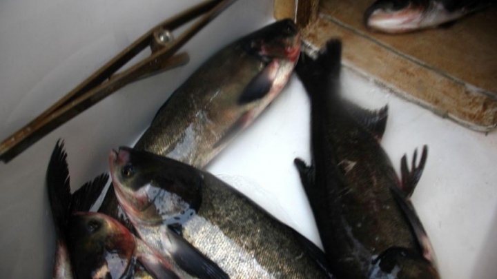 В Башкирии осудят рыбаков-браконьеров
