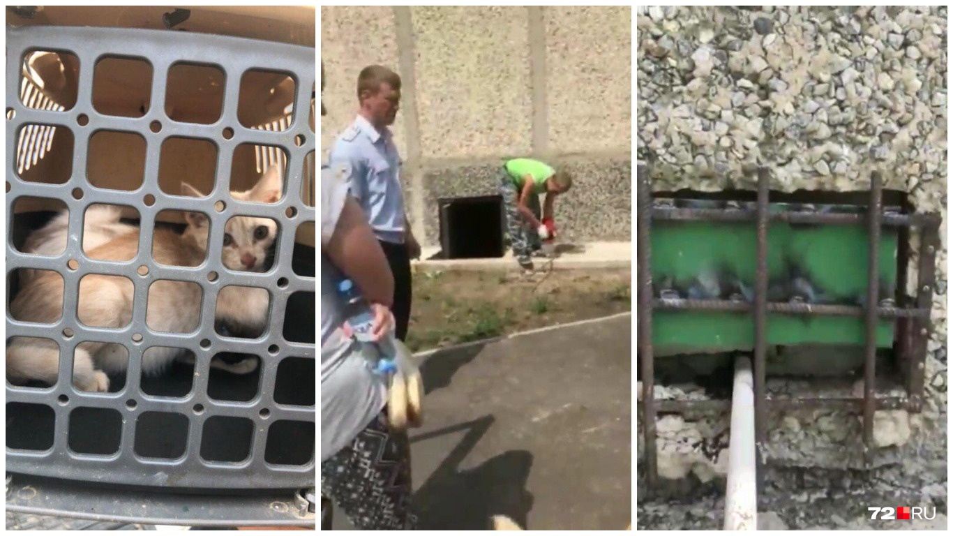 «Жалобно мяукали, просили о помощи»: тюменцы спасли кошек, которых замуровали в подвале жилого дома