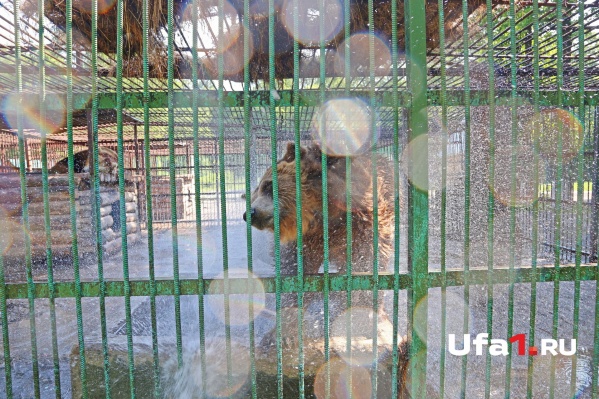 Косолапые коротают жаркие дни под брызгами холодной воды Косолапые коротают жаркие дни под брызгами холодной воды