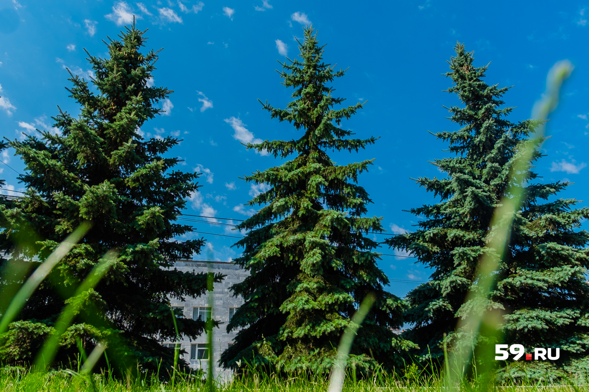 Ученые нашли в центре Перми 420 деревьев, «замурованных» в асфальт