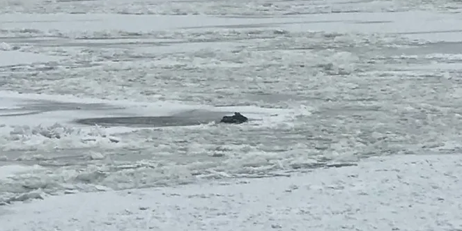 Животное не могло выбраться из ледяной воды Животное не могло выбраться из ледяной воды