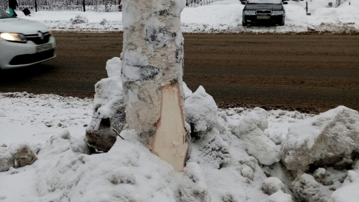 «Этот паразит всё уничтожил»: в Архангельске требуют наказать уборщика снега, который сломал берёзы