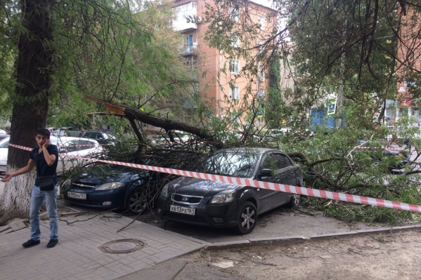 Водителей, припарковавших машины под акацией, ждал неприятный сюрприз Водителей, припарковавших машины под акацией, ждал неприятный сюрприз 