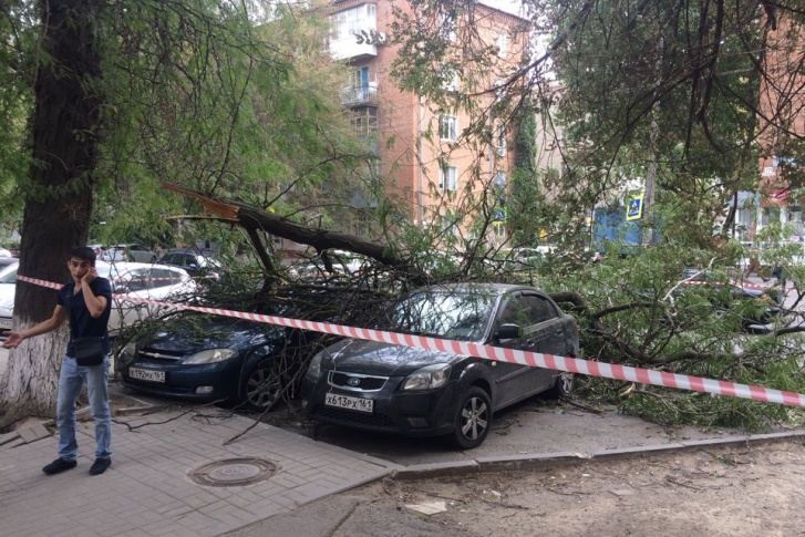 Водителей, припарковавших машины под акацией, ждал неприятный сюрприз Водителей, припарковавших машины под акацией, ждал неприятный сюрприз