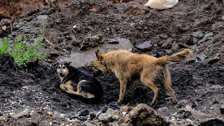 В Прикамье за полтора года года 10 домашних животных заболели бешенством