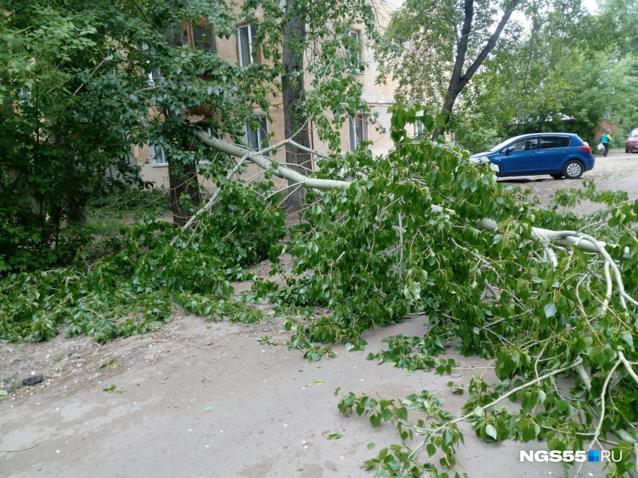 В Омске на улице Стальского тополь придавил 9-летнего ребенка