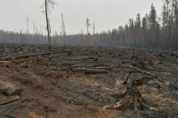 Последствия лесных пожаров в Богучанском районе Последствия лесных пожаров в Богучанском районе