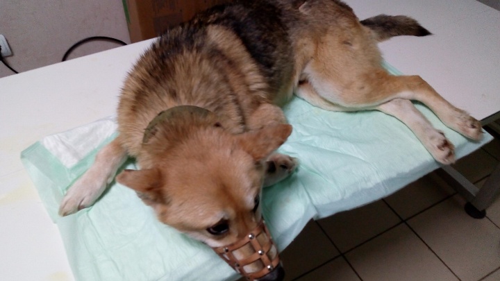 Пермский зоозащитник спасает пса, которого живодеры расстреляли из пневматики