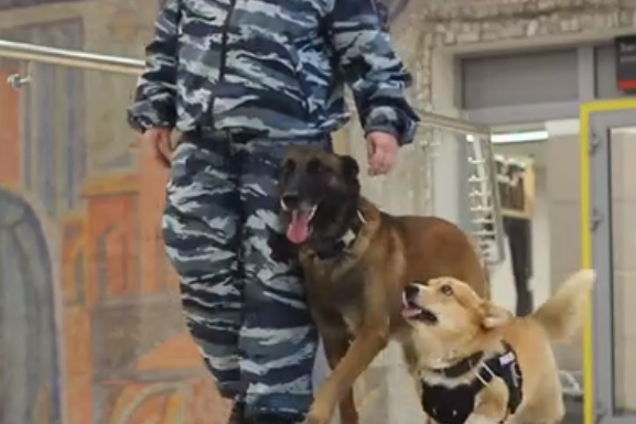 Самый маленький пёс на фото — тот самый корги-полицейский. Доблестно несёт службу вместе с хозяйкой и напарником по имени Зигер Самый маленький пёс на фото — тот самый корги-полицейский. Доблестно несёт службу вместе с хозяйкой и напарником по имени Зигер