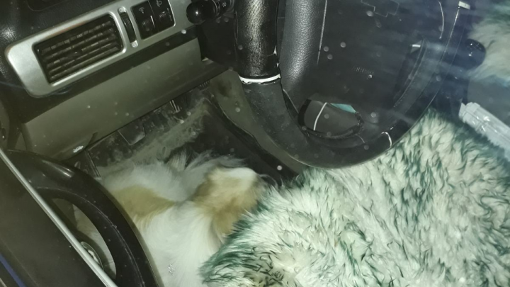 В Тюмени волонтеры заметили замерзающую собаку, запертую в машине. Рассказываем, что делать в таких случаях