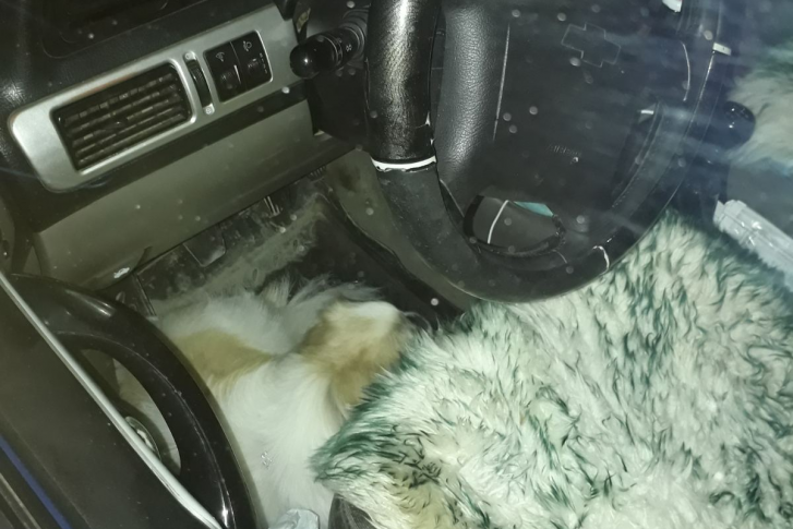 В полиции рассказали, как спасти животное, запертое в мороз в машине В полиции рассказали, как спасти животное, запертое в мороз в машине