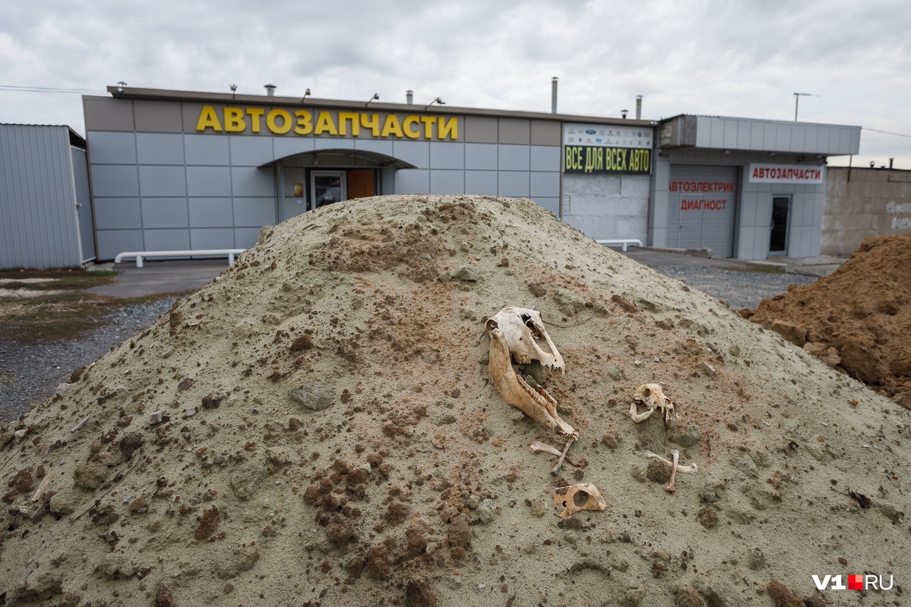 Назад в 90-е. В Волгограде чиновники хоронят малый бизнес, заваливая землей с неизвестными останками