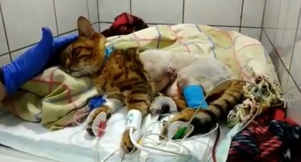 В Перми кошке провели уникальную операцию: донором крови стал кот ветеринара Эрлинг