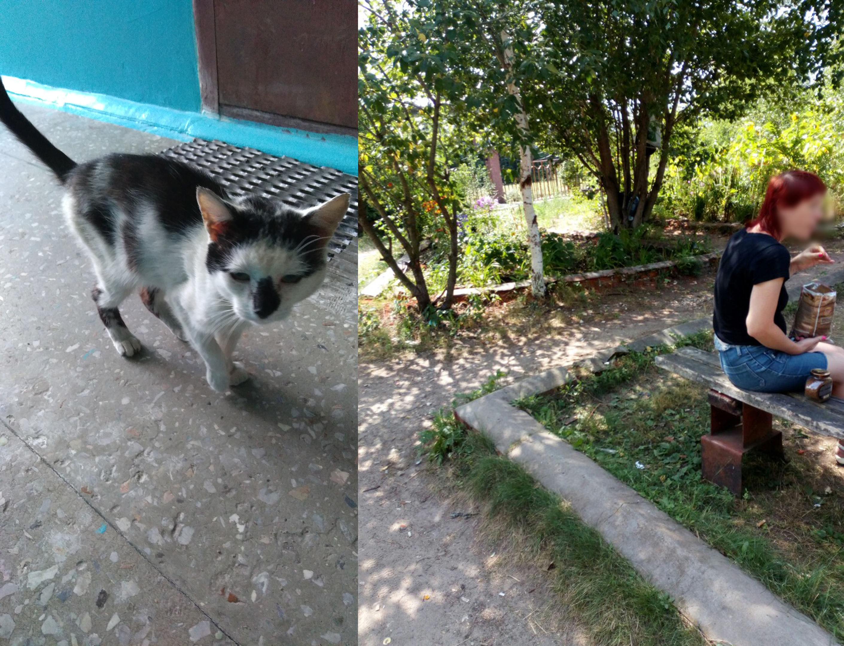 «Живодерка-Надя» выкинула из окна бездомного кота в Заволжье