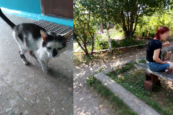 Котик выжил, но ему грозит опасность Котик выжил, но ему грозит опасность