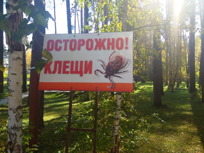В Новосибирске снова начался клещевой сезон — врачи просят быть аккуратными весной и летом, а также делать прививки