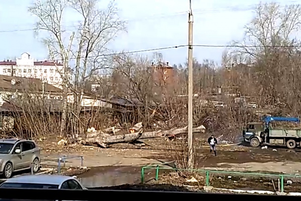 Дерево чудом не придавило человека Дерево чудом не придавило человека