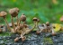 Опята пошли! Уральские грибники в выходные вернулись из леса с богатейшим уловом