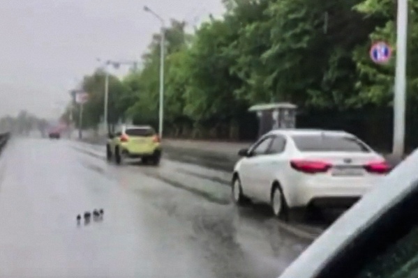 Автомобилисты пытались объехать малышей Автомобилисты пытались объехать малышей