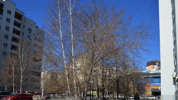 В начале мая Екатеринбург ждёт настоящий листопад