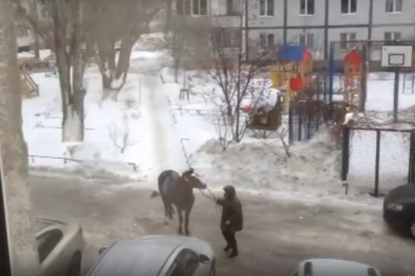 Лошадь ни в какую не хотела трогаться с места Лошадь ни в какую не хотела трогаться с места