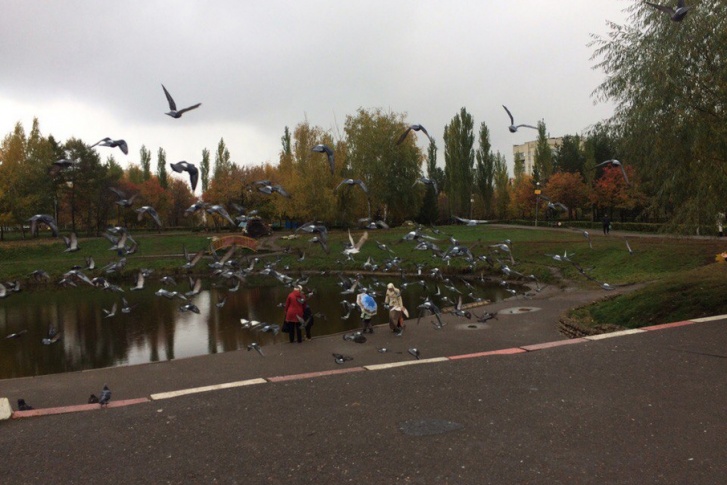 В парке Первомайском озеро никак не ограждено В парке Первомайском озеро никак не ограждено