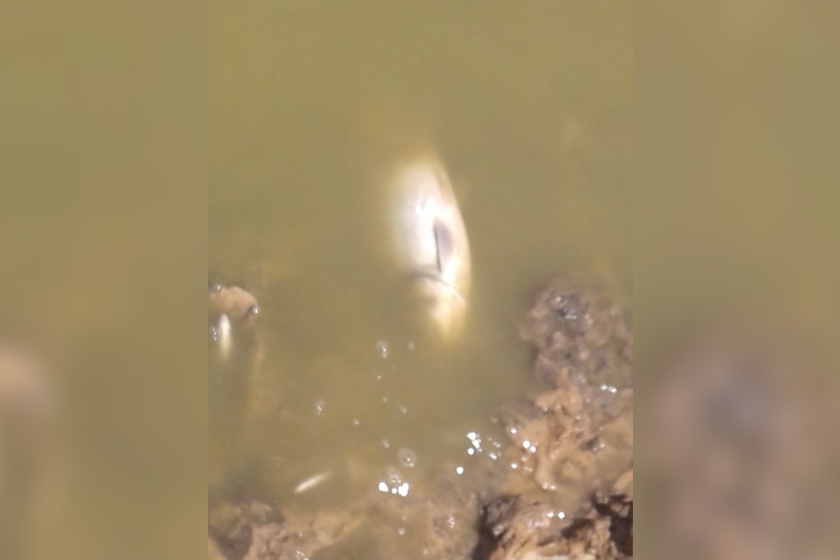 Хуторяне не исключают, что рыбу или воду в пруду отравили Хуторяне не исключают, что рыбу или воду в пруду отравили