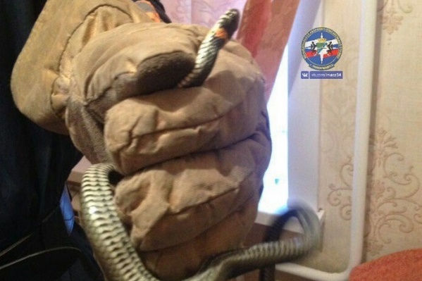Спасатели поймали змею за диваном Спасатели поймали змею за диваном