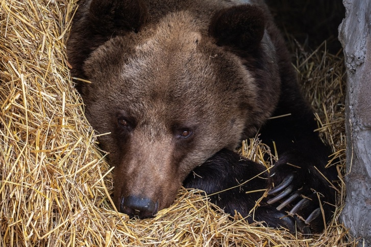 С начала года медведи 100 раз выходили домам красноярцев