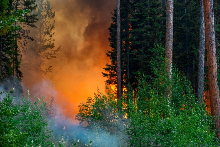 Замгенпрокурора заявил, что зачастую причиной лесного пожара является желание скрыть незаконную вырубку