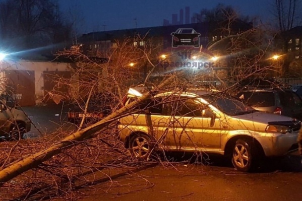 Последние сильные ветра в Красноярске валили деревья и заборы на улицах Последние сильные ветра в Красноярске валили деревья и заборы на улицах