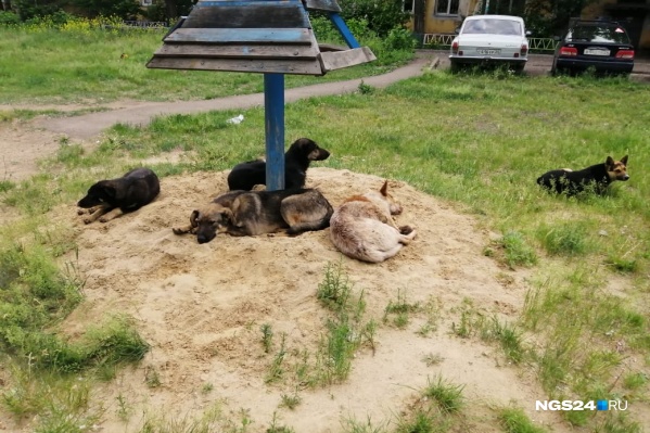 Во дворе жильцы замечают 5–7 бродячих собак, которые, по их словам, могут накинуться на детей Во дворе жильцы замечают 5–7 бродячих собак, которые, по их словам, могут накинуться на детей
